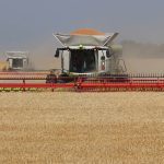 Two combines harvest winter wheat.