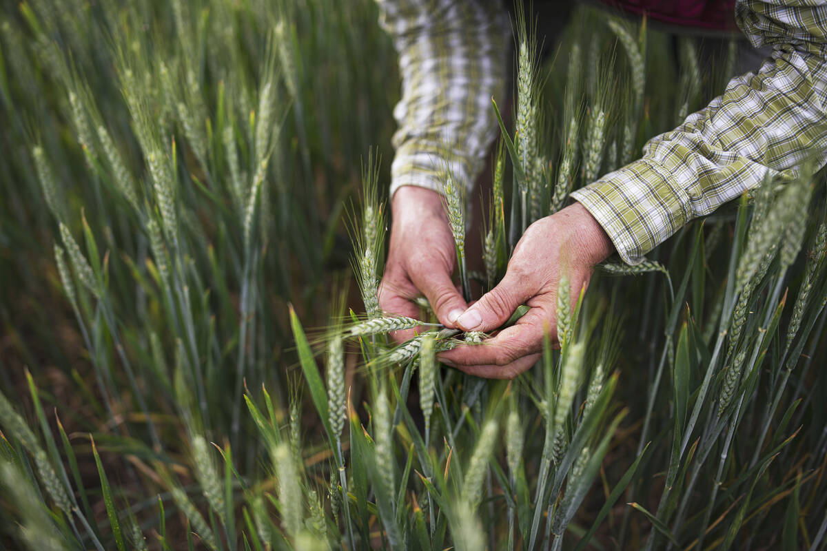 The hands of a farmer are seen examining several wheat heads while kneeling in the green crop.
