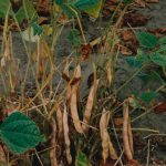 Canada is the second largest supplier of beans to Mexico, behind the U.S. that accounted for 75 per cent of 2024-25 imports. | File photo