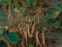 Canada is the second largest supplier of beans to Mexico, behind the U.S. that accounted for 75 per cent of 2024-25 imports.  |  File photo