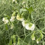 A yellow pea plant in the flowering stage with white blooms.