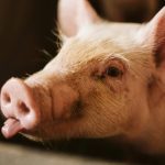 A close-up of a young pig with its tongue sticking out.