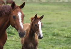 A mare and her colt stand side-by-side in a green pasture.