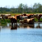Cattle wallow in a slough in a green pasture.