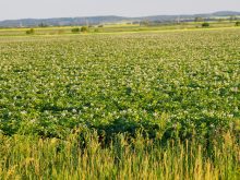 A potato field in full bloom in Manitoba.