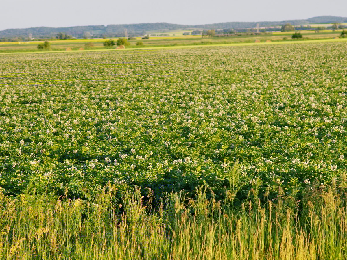 A potato field in full bloom in Manitoba.