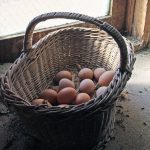 A basket of eggs in the barn window at Motherwell Homestead near Abernethy, Sask.