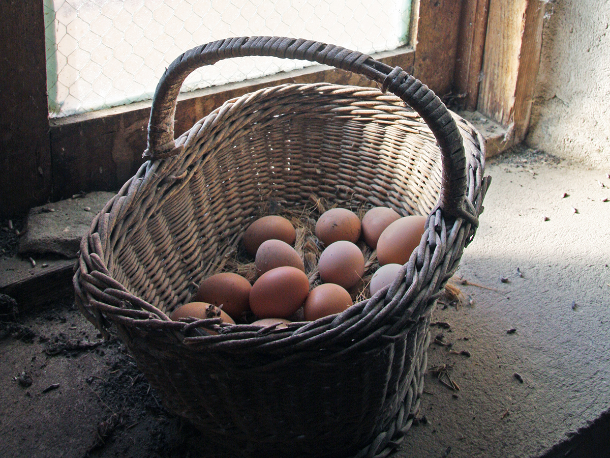 A basket of eggs in the barn window at Motherwell Homestead near Abernethy, Sask.