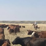 Cattle in a prairie pasture with a cowboy on horseback in the distance.