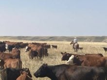 Cattle in a prairie pasture with a cowboy on horseback in the distance.