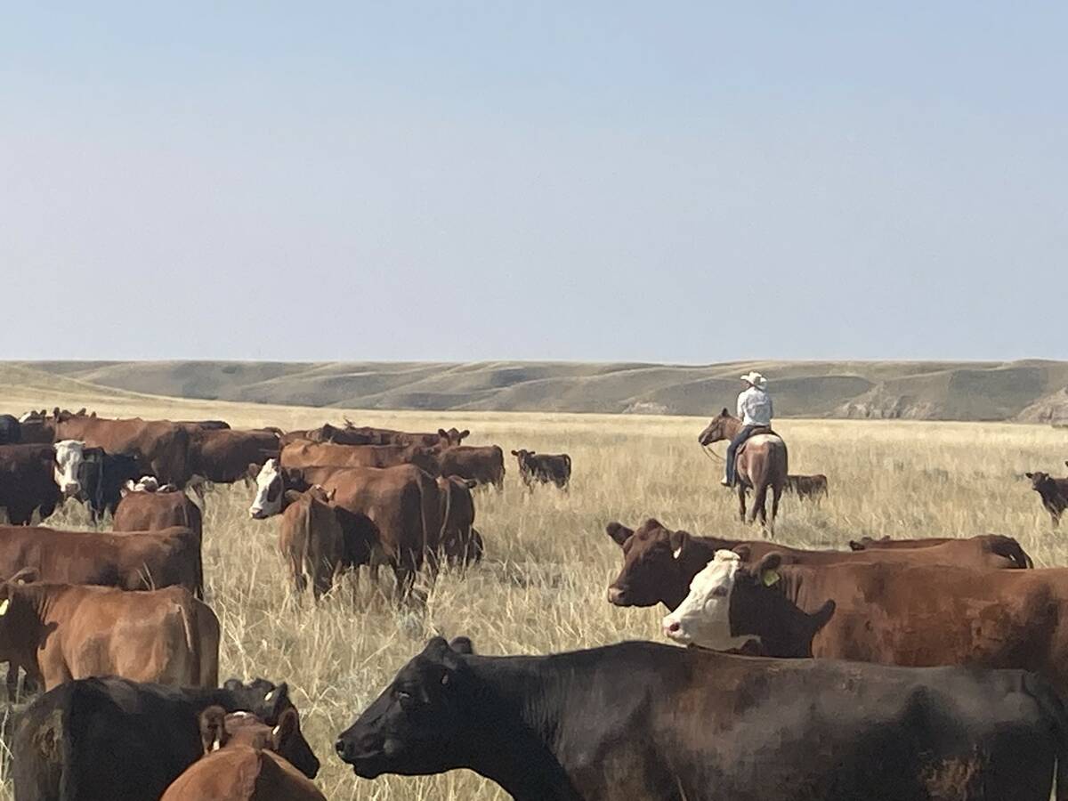 Cattle in a prairie pasture with a cowboy on horseback in the distance.