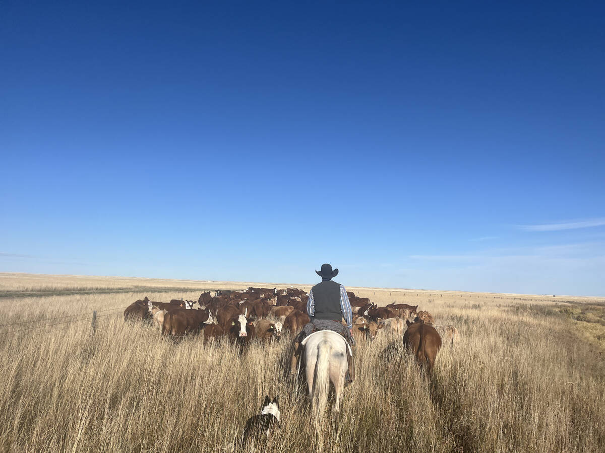 A cowboy on horseback is followed by his dog toward a group of cattle in a pasture.
