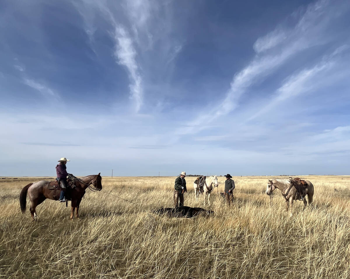 Three cowboys, one still on horseback with a rope attached to an animal on the ground, tend to cattle in a pasture beneath a blue sky with wispy clouds.
