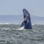 A gray whale takes a look around as it breaches in the waters off the Mexican state of Baja California Sur.