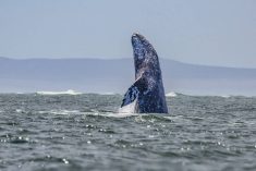 A gray whale takes a look around as it breaches in the waters off the Mexican state of Baja California Sur.