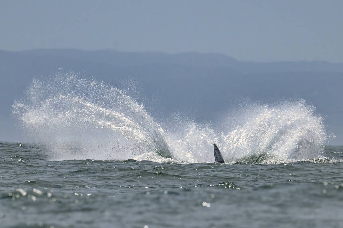 A gray whale splashes down after breaching.