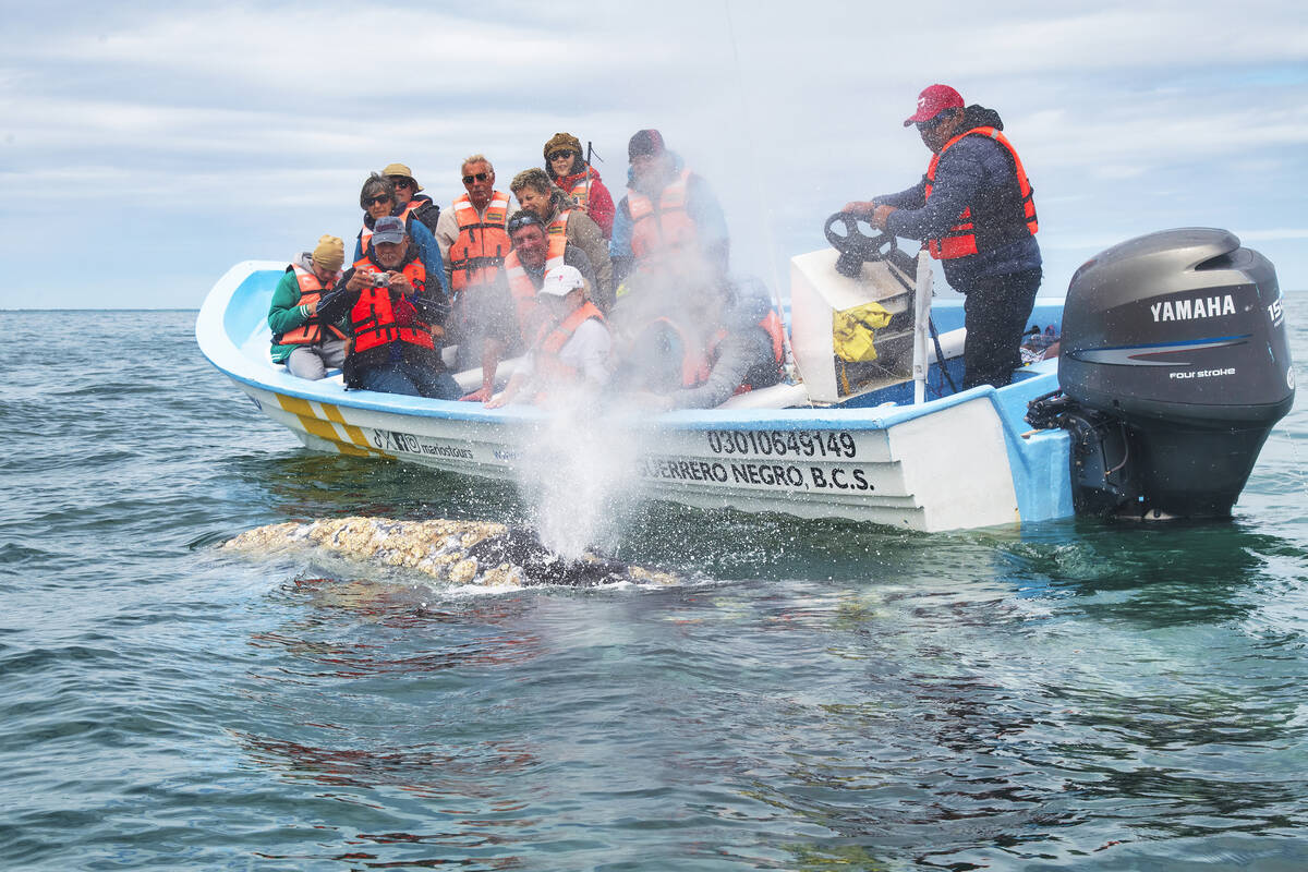 Tourists in a small boat get up close and personal with the whales off Baja California.