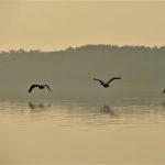 Three pelicans fly low over a lake near sunset.