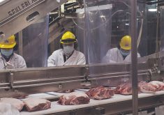 Workers in a meat plant process pork on a production line.