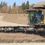 A green combine harvests canola.