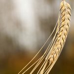 A ripened head of a barley plant bends downward under the weight of its kernels.