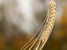A ripened head of a barley plant bends downward under the weight of its kernels.