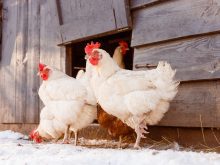 Chickens stand on snowy ground outside a small coop.