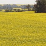 A canola field is in full yellow bloom.