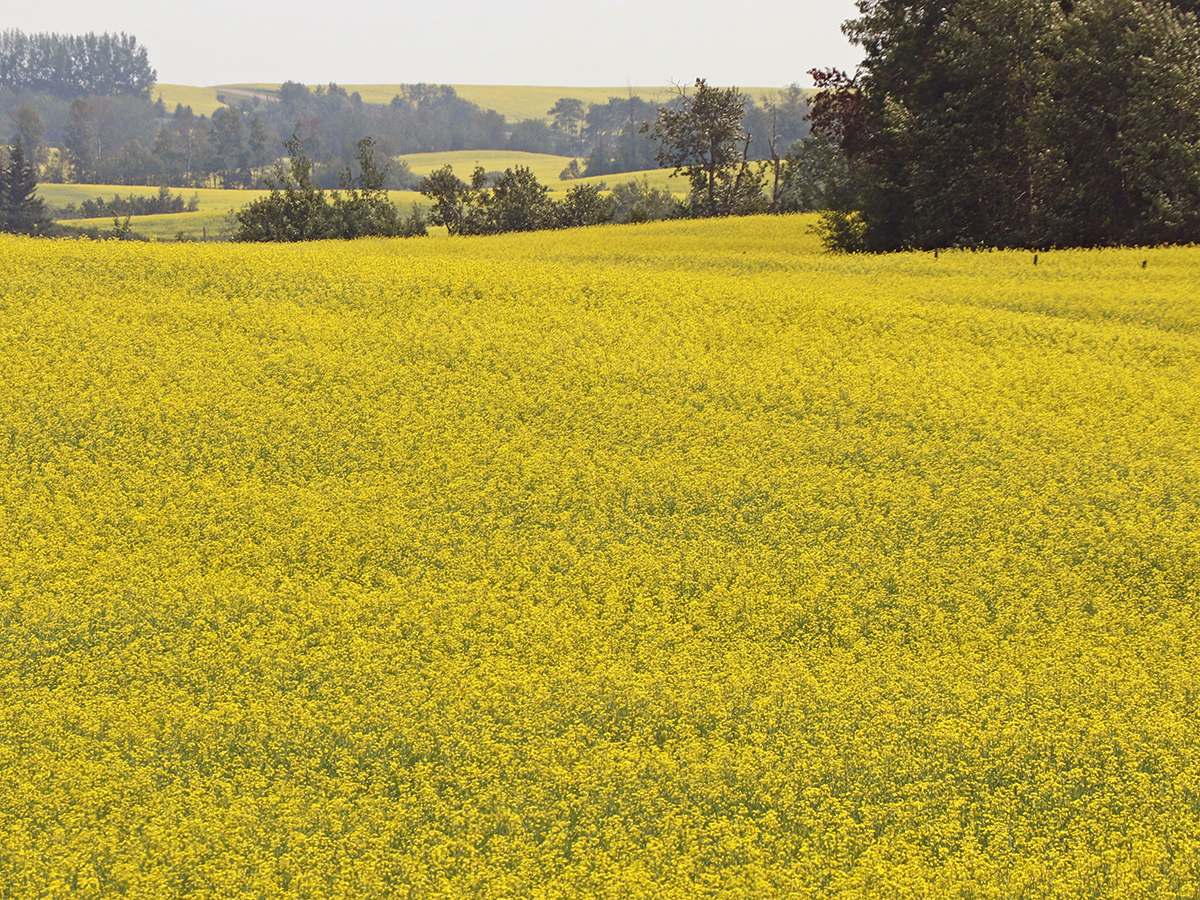 A canola field is in full yellow bloom.