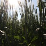 Looking upward from the ground through a crop of green durum wheat plants.
