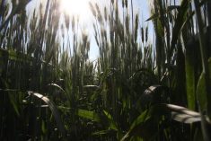 Looking upward from the ground through a crop of green durum wheat plants.