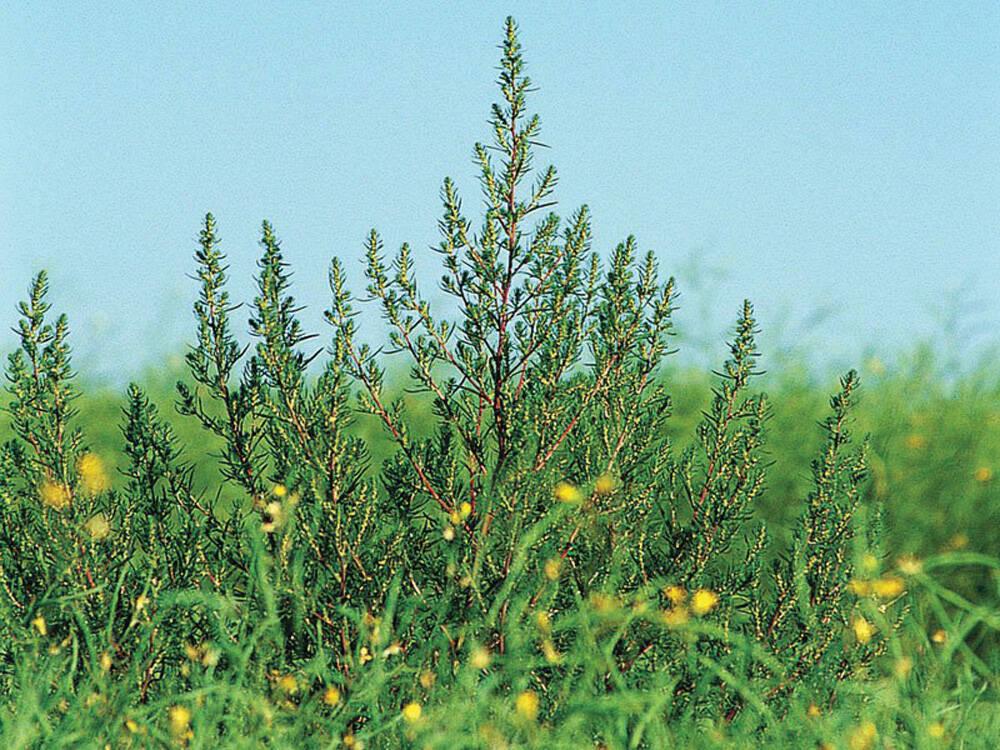 Kochia is shown in a field.