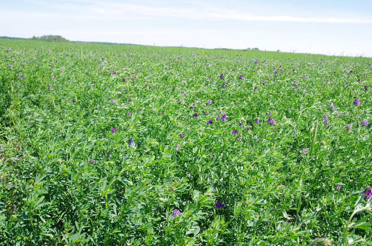 An alfalfa stand blooms in central Manitoba.