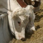 Cattle eat out of a concrete bunk at a feedlot.