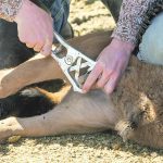 A farmer uses a plier-like device to place an elastic castration band on a bull calf.