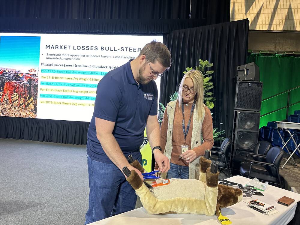 Jodi Suchoplas demonstrates elastic band castration techniques with an audience member on her plush demo calf “Shorty,” during Manitoba Ag Days 2025.