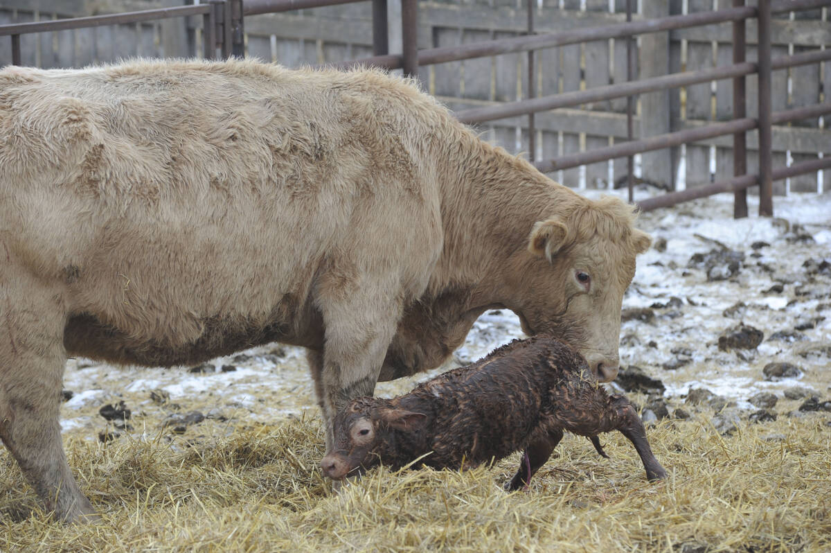 A cow sniffs her newborn calf in an outdoor pen.