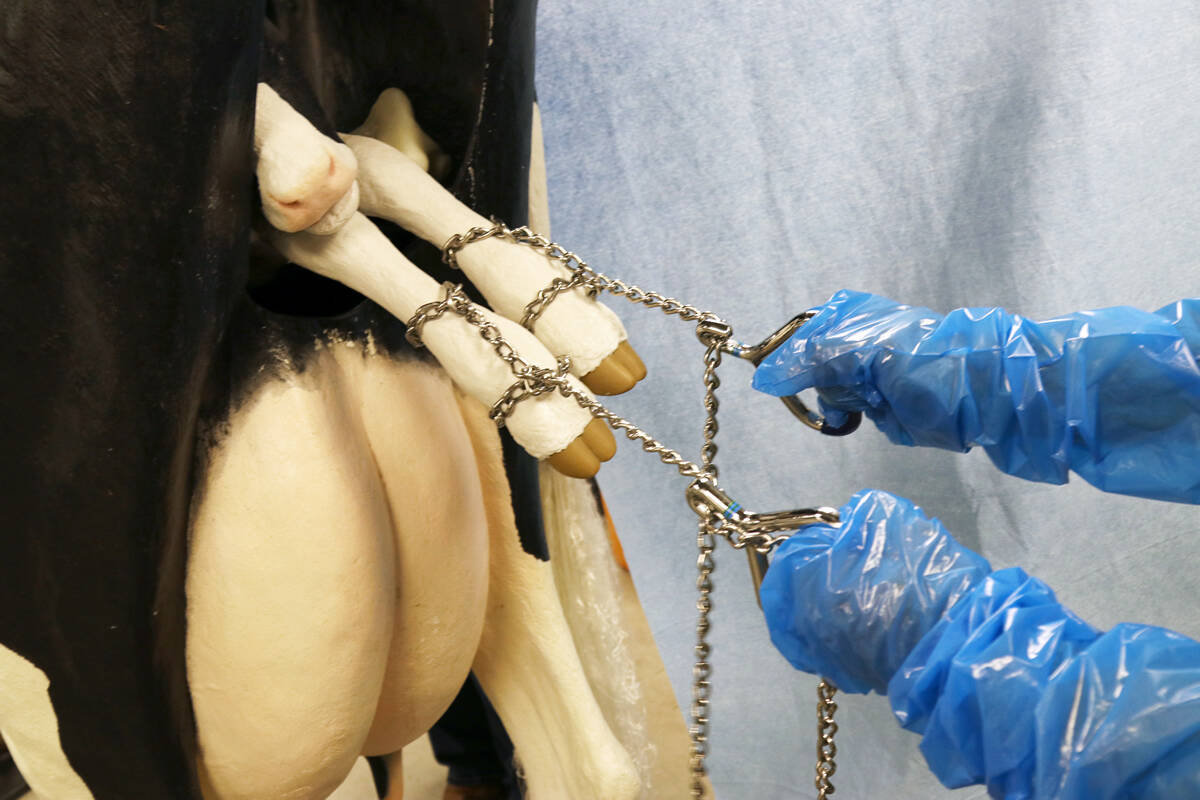A model illustrates the proper technique for pulling a calf during a difficult birth using chains and a double loop technique.