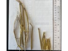 Two bunches of forage, one left unchopped and one chopped into shorter lengths sitting on a piece of paper next to a ruler.