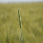 A lone wheat stalk stands tall agains the rest of the crop blurred in the background.