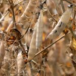 A close up of yellow peas ready to harvest.