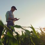 A farmer stands in a corn field looking at his smart phone.
