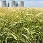 A low angle photo of a crop of barley swaying in the wind with several steel grain bins in the background.