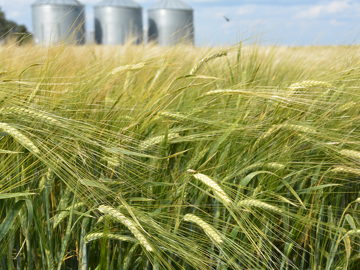 A low angle photo of a crop of barley swaying in the wind with several steel grain bins in the background.