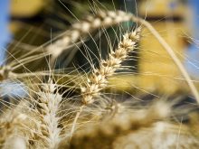 Close-up of some ripe heads of wheat with a yellow combine blurry in the background.