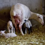 Two lambs get underneath mom for a drink while a third lies in some straw bedding nearby.