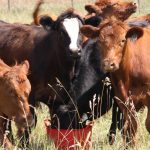 A group of feeder cattle in a pasture look toward the camera on a sunny day.