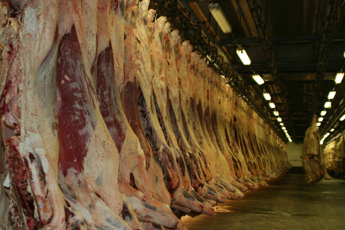 Beef carcasses hang in a meat locker.