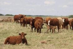 Cattle on a dry pasture on a summer day.