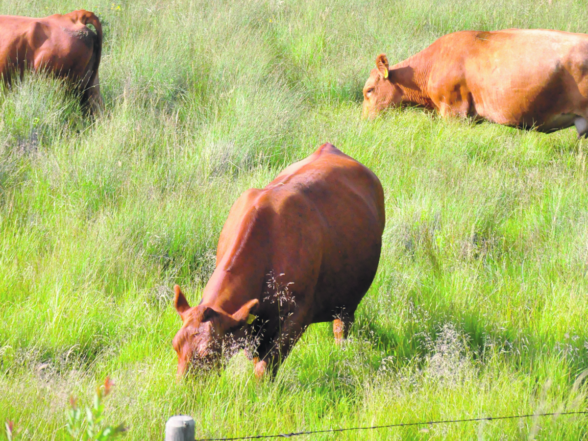 Cattle graze in a lush green pasture.